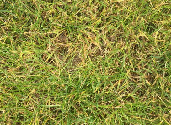 yellow grass